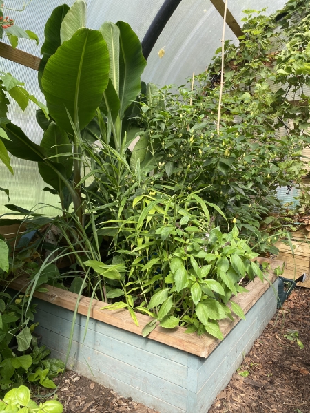 Grangetown Kitchen Garden